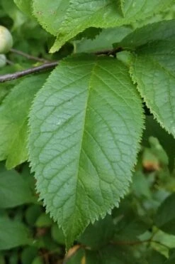 American Wild Plum Tree (Prunus Americana) - 3 Gallon Pot -Garden Plants prunus americana american wild plum tree 10