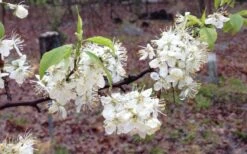 American Wild Plum Tree (Prunus Americana) - 1 Gallon Pot -Garden Plants prunus americana american wild plum tree 11 1