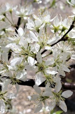 American Wild Plum Tree (Prunus Americana) - 3 Gallon Pot -Garden Plants prunus americana american wild plum tree 5