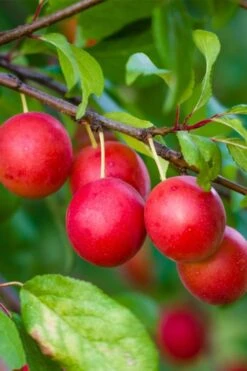 American Wild Plum Tree (Prunus Americana) - 3 Gallon Pot -Garden Plants prunus americana american wild plum tree 6