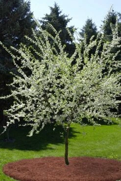 American Wild Plum Tree (Prunus Americana) - 3 Gallon Pot -Garden Plants prunus americana american wild plum tree 9