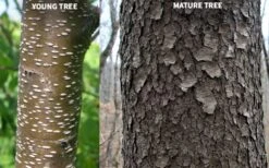 Wild Black Cherry Tree - 3 Pack Of 1.5 Quart Pots 19 Wild Black Cherry Tree - 3 Pack Of 1.5 Quart Pots -Garden Plants prunus serotina wild black cherry tree 10