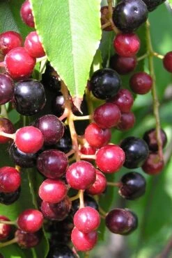 Wild Black Cherry Tree - 3 Gallon Pot -Garden Plants prunus serotina wild black cherry tree 4 1