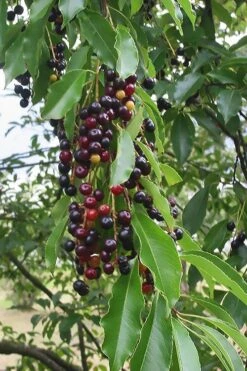 Wild Black Cherry Tree - 3 Gallon Pot -Garden Plants prunus serotina wild black cherry tree 5 1