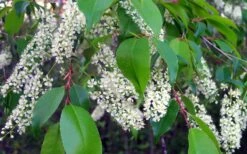 Wild Black Cherry Tree - 3 Gallon Pot -Garden Plants prunus serotina wild black cherry tree 8 1