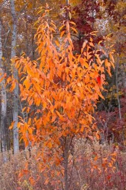 Wild Black Cherry Tree - 3 Gallon Pot -Garden Plants prunus serotina wild black cherry tree 9 1