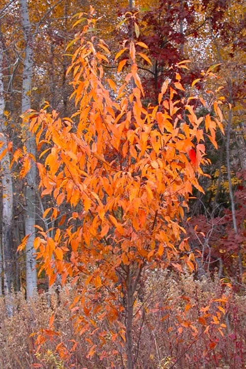 Wild Black Cherry Tree - 3 Pack Of 1.5 Quart Pots 9 Wild Black Cherry Tree - 3 Pack Of 1.5 Quart Pots - Image 9