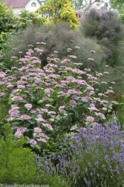 Silver Leaf Mountain Mint (Pycnanthemum Incanum) - 1 Gallon Pot