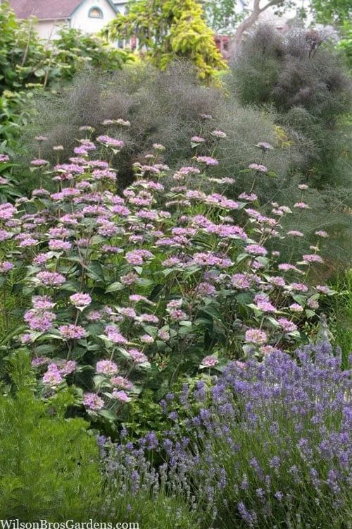 Silver Leaf Mountain Mint (Pycnanthemum Incanum) - 1 Gallon Pot 1 Silver Leaf Mountain Mint (Pycnanthemum Incanum) - 1 Gallon Pot