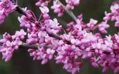 Eastern Redbud - 2 Gallon Pot -Garden Plants redbud Eastern Tree Flowers
