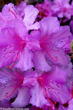 Abbey's Re-View Evergreen Native Azalea - 3 Gallon Pot -Garden Plants rhododendron abbeys review evergreen native azalea 3