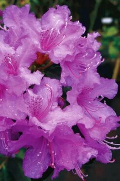 Abbey's Re-View Evergreen Native Azalea - 3 Gallon Pot -Garden Plants rhododendron abbeys review evergreen native azalea 6