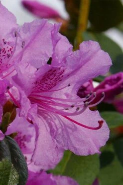 Abbey's Re-View Evergreen Native Azalea - 3 Gallon Pot -Garden Plants rhododendron abbeys rose native azalea 6