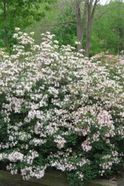Coastal Azalea (Rhododendron Atlanticum) - 1 Gallon Pot -Garden Plants rhododendron atlanticum coastal azalea 1