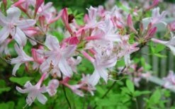 Coastal Azalea (Rhododendron Atlanticum) - 1 Gallon Pot -Garden Plants rhododendron atlanticum coastal azalea 7
