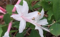 Coastal Azalea (Rhododendron Atlanticum) - 1 Gallon Pot -Garden Plants rhododendron atlanticum coastal azalea 8