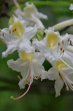 Coleman's Native Azalea (Rhododendron Colemanii 'Multiflora') - 3 Gallon Pot -Garden Plants rhododendron colemanii multiflora colemans native azalea 1