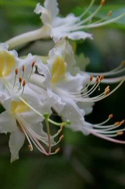 Coleman's Native Azalea (Rhododendron Colemanii 'Multiflora') - 3 Gallon Pot -Garden Plants rhododendron colemanii multiflora colemans native azalea 2