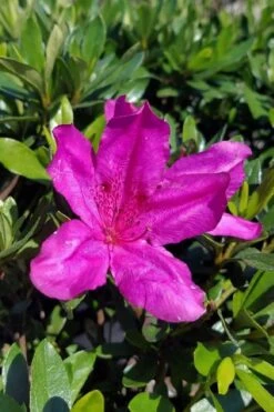 Congo Purple Azalea - 3 Gallon Pot 10 Congo Purple Azalea - 3 Gallon Pot -Garden Plants rhododendron congo robin hill hybrid azalea 3