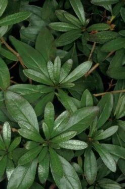 Congo Purple Azalea - 3 Gallon Pot 11 Congo Purple Azalea - 3 Gallon Pot -Garden Plants rhododendron congo robin hill hybrid azalea 4