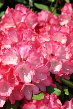 Fantastica Rhododendron - 5 Gallon Pot 14 Fantastica Rhododendron - 5 Gallon Pot -Garden Plants rhododendron fantastica 1