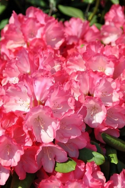 Fantastica Rhododendron - 5 Gallon Pot 7 Fantastica Rhododendron - 5 Gallon Pot - Image 7