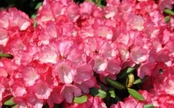 Fantastica Rhododendron - 5 Gallon Pot 15 Fantastica Rhododendron - 5 Gallon Pot -Garden Plants rhododendron fantastica 3