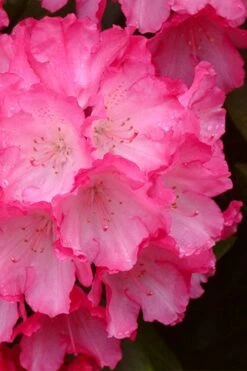 Fantastica Rhododendron - 5 Gallon Pot 13 Fantastica Rhododendron - 5 Gallon Pot -Garden Plants rhododendron fantastica 4