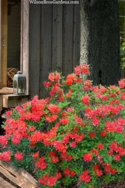 Jake's Red Oconee Native Azalea (Rhododendron Flammeum) - 3 Gallon Pot 8 Jake's Red Oconee Native Azalea (Rhododendron Flammeum) - 3 Gallon Pot -Garden Plants rhododendron flammeum jakes red 4