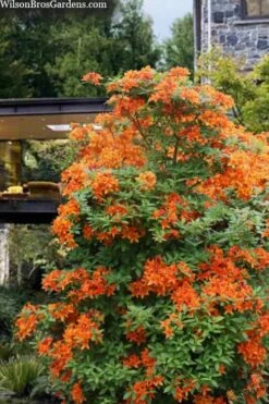 Golden Eagle Azalea (Rhododendron) - 3 Gallon Pot 8 Golden Eagle Azalea (Rhododendron) - 3 Gallon Pot -Garden Plants rhododendron golden eagle azalea 7