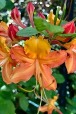 Verdie Sommerville Azalea (Rhododendron) - 3 Gallon Pot -Garden Plants rhododendron verdie sommerville azalea 1