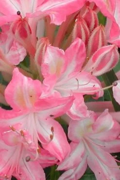 Ribbon Candy Swamp Azalea (Rhododendron Viscosum) - 3 Gallon Pot -Garden Plants rhododendron viscosum ribbon candy swamp azalea 1