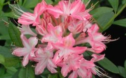 Ribbon Candy Swamp Azalea (Rhododendron Viscosum) - 3 Gallon Pot -Garden Plants rhododendron viscosum ribbon candy swamp azalea 3