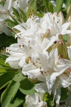 Swamp Azalea (Rhododendron Viscosum) - 1 Gallon Pot -Garden Plants rhododendron viscosum swamp azalea 1