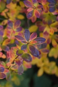 Swamp Azalea (Rhododendron Viscosum) - 1 Gallon Pot -Garden Plants rhododendron viscosum swamp azalea 2