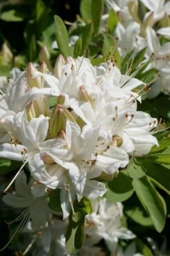 Swamp Azalea (Rhododendron Viscosum) - 1 Gallon Pot -Garden Plants rhododendron viscosum swamp azalea 5