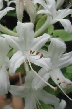 Swamp Azalea (Rhododendron Viscosum) - 1 Gallon Pot