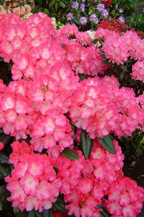 Fantastica Rhododendron - 5 Gallon Pot 5 Fantastica Rhododendron - 5 Gallon Pot - Image 5