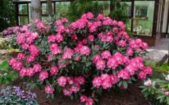 Fantastica Rhododendron - 5 Gallon Pot 11 Fantastica Rhododendron - 5 Gallon Pot -Garden Plants rhododendron yakushimanum fantastica 8
