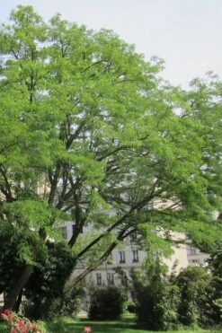 Black Locust Tree - 3 Gallon Pot 19 Black Locust Tree - 3 Gallon Pot -Garden Plants robinia pseudoacacia black locust tree 10