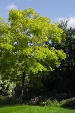 Black Locust Tree - 3 Gallon Pot 18 Black Locust Tree - 3 Gallon Pot -Garden Plants robinia pseudoacacia black locust tree 11