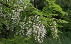 Black Locust Tree - 3 Gallon Pot 24 Black Locust Tree - 3 Gallon Pot -Garden Plants robinia pseudoacacia black locust tree 15