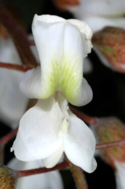 Black Locust Tree - 3 Gallon Pot 22 Black Locust Tree - 3 Gallon Pot -Garden Plants robinia pseudoacacia black locust tree 2