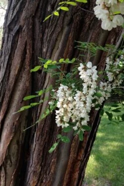 Black Locust Tree - 3 Gallon Pot 21 Black Locust Tree - 3 Gallon Pot -Garden Plants robinia pseudoacacia black locust tree 20