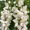 Black Locust Tree - 3 Gallon Pot