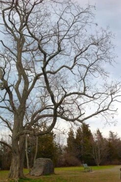 Black Locust Tree - 3 Gallon Pot 20 Black Locust Tree - 3 Gallon Pot -Garden Plants robinia pseudoacacia black locust tree 4