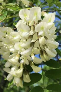 Black Locust Tree - 3 Gallon Pot 23 Black Locust Tree - 3 Gallon Pot -Garden Plants robinia pseudoacacia black locust tree 6