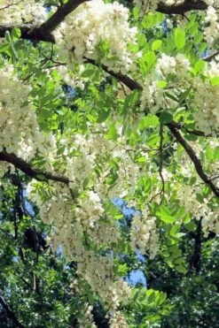 Black Locust Tree - 3 Gallon Pot 16 Black Locust Tree - 3 Gallon Pot -Garden Plants robinia pseudoacacia black locust tree 7