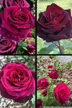 Crimson Knight Brindabella Rose - 2 Gallon Pot -Garden Plants rosa crimson knight brindabella rose 2