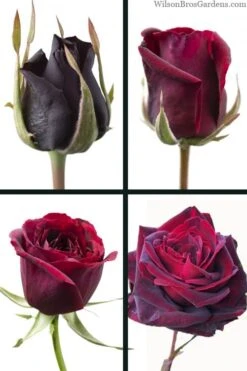 Crimson Knight Brindabella Rose - 2 Gallon Pot -Garden Plants rosa crimson knight brindabella rose 3